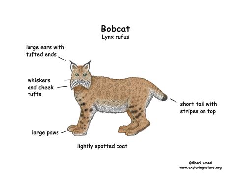 bobcat title information